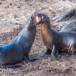 Sea lions are known for their social nature and can often be seen lounging in large groups on beaches and rocky shores. They exhibit playful behavior, both on land and in the water, and are known to interact with each other and with humans.  As former divers, we have experienced this playfulness over the coast of California and in Mexico's Sea of Cortez near La Paz.  In addition, we observed many of the same behaviors while snorkeling in the Galápagos Islands.