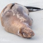 Playful. yes, but afternoon naps are a requirement . . . for many of us.