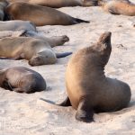 "Snout-lifting" is a posture we frequently noticed. It is thought to be a resting pose to conservie energy while staying semi-aware of surroundings. Or, it could also be a display of mael dominance.