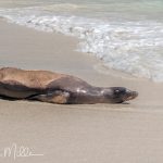 Another behavior I frequently noticed was a sea lion walking (waddling?) up to the water, then laying down in a streamlined position like a torpedo.  When a sufficiently large wave would come in, submergine the sea lion, he would take off like a torpedo.