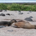 A young one nursing on North Seymour Island.