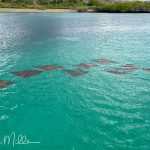 In quiet, calm  bays of the Galapagos, mangroves provide a refuge and nursery for fishes, young sea turtles, sting rays, & reef sharks, and a nesting area for herons & pelicans.
We were able to see a significant amount of underwater life from the panga boats. This picture shows a group of rays, almost "flying in formation".