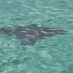 The eagle ray was a special find as we have seen many of them while scuba diving.  They are much less common than many rays, and most of time, as in this photo, they are swimming aqay from you.