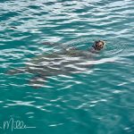 We saw a number of sea turtles swimming just under the surface, but unlike the fishes, they have to come up for air.  We also saw a number of small sharks, although they tended to be quick glances.   All of these animals and more we viewed while snorkeling, but unfortunately, we have no underwater pictures.