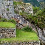 Llama Residents