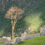 Sunlite Tree