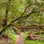 On the Pioneer Long Loop Trail.  (5474)
