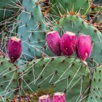 Prickly pear cactus with fruit.  (1859)