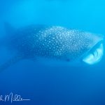 The captain of our dive boat got a radio message about a whale shark being in the bay. He searched and finally find it.  We were free to jump in, but only with snorkeling equipment and cameras.  This beauty, perhaps 25-30' long, was slowing swimming about six feet under the surface.  She was filter-feeding, presenting no danger to people in the water.  La Paz Bay, Baja California Sur, Mexico (1999).