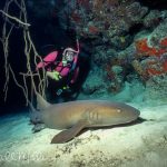 Nurse sharks are commonly found laying on the bottom. They usually present little danger unless they are harassed. Little Cayman Island (1994).