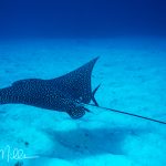 In almost twenty years of diving, spotting an eagle ray was a rarity.  In every case, they were always swimming away, and we were not chasing them!  Little Cayman (1994)