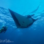 The coolest rays of all.  Sea of Cortez, Baja California Sur, Mexico (1999)
