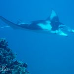 Yap Island, Federated States of Micronesia (FSM) 1999