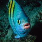 Sea of Cortez, Baja California Sur, Mexico (2000)