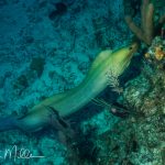 Eels usually hide in the coral during the day, but at night they come out to search for food.  Belize (1998)