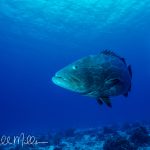 Cozumel, Mexico (1997)