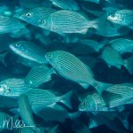 Sea of Cortez, Baja California Sur, Mexico (2000)