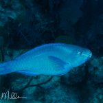 Parrotfish are the "sand-making" fish.  They gnaw on coral for food, and, well . . .  what's left over is expelled as sand.   Turks and Caicos (2001)
