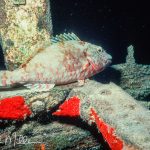 Cozumel, Mexico (1988).  I left the "backscatter" (circular artifacts on an image, due to the camera's strobe being reflected from unfocused particulate matter in the water).  Backscatter is easy, although tedious, to remove using post-processing software.