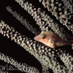 Bonaire  (1990)