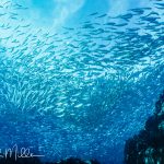 Sea of Cortez, Baja California Sur, Mexico (1999)
