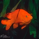 Channel Islands, California  (1992)