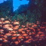 Dominica  (1999)