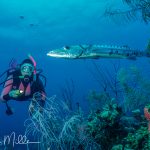 Barracudas look threatening with a mouth full of sharp teeth, but they have always kept their distance.  You move a little closer for a photo, and they back up a little bit.  Barracudas are challenging to photograph with a strobe because they are highly reflective.    Belize  (1998)
