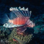 Lionfish can be dangerous to humans due to their venomous spines, which can deliver painful stings. While stings are usually not fatal, they can cause severe pain, swelling, and other unpleasant symptoms.  Like many potentially dangerous animals, they are not aggressive, and would prefer to mind their own business.  Palau  (1996)