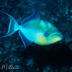 One of the first underwater photos I took of a very photogenic fish.  Akumal, Mexico (1983).