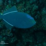 Another Triggerfish, this photo is one of the last underwater shots I took, about eighteen years later than the first.  Turks and Caicos  (2001).