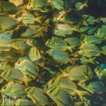 Sea of Cortez, Baja California Sur, Mexico (1999)
