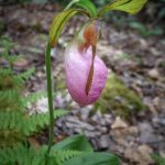 Porters Creek Trail. Good trail for spring wildflowers. (1030491)