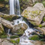 Along Triullium Gap Trail. (3677)