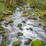 Along Roaring Fork Motor Nature Trail (1000057
