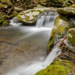 Along Roaring Fork Motor Nature Trail (5062)