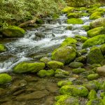 Along Roaring Fork Motor Nature Trail (1000090)