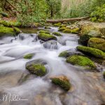 Along Roaring Fork Motor Nature Trail (5067)