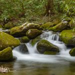 Along Roaring Fork Motor Nature Trail (5134)