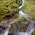 Along Roaring Fork Motor Nature Trail (5260)