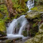 Along Roaring Fork Motor Nature Trail (5257)