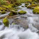 Along Roaring Fork Motor Nature Trail (5149)