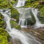 Along Little River Trail, Elmont area (3649)