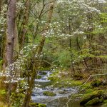 Along Laurel Creek Rd. (5231)