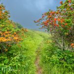 The Bald is accessed by Gregory Ridge Trail from the end of Forge Creek Road in Cades Cove. The destination requires a 5½ mile hike with a 3000' elevation gain. The last part of the hike is on Gregory Bald Trail. Quite strenuous, but seeing the Flame Azaleas in June is worth it.(3058)