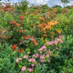 Gregory Bald (1030709)