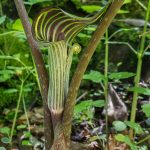 Deep Creek Area North Carolina. (1030507)