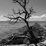 Cape Royal Road  (8447)