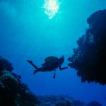 Inspecting the coral head.  Cozumel (1987)