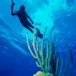 Sponges.  Grand Cayman (1990)